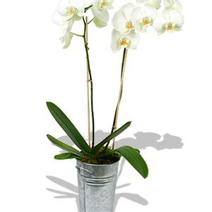 mariage et orchidée